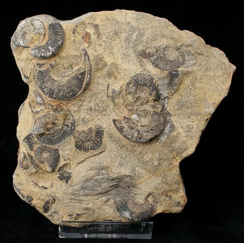 Plate of Pyritized Ammonites - Oujda, Morocco #16117